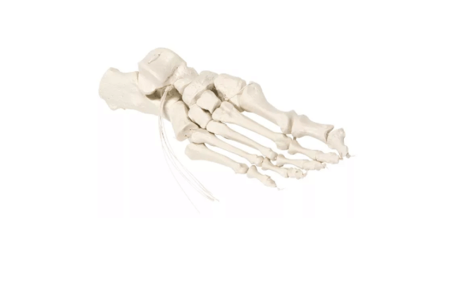 Handskelett auf Nylon – flexibles Studienmodell zur Einzelknochen - Betrachtung - Erler - Zimmer